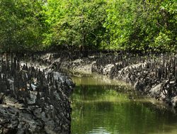 20211002180042 Sundarban National Park mangroves